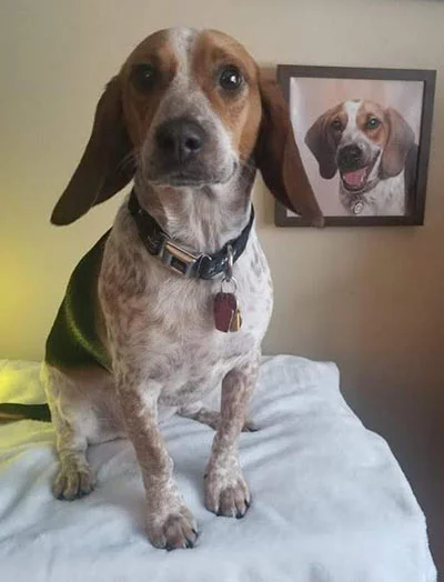 Client Marisa's Testimonial for Joey's Portrait Client Marisa proudly showing off her new classic oil portrait of Joey, a beloved pet.