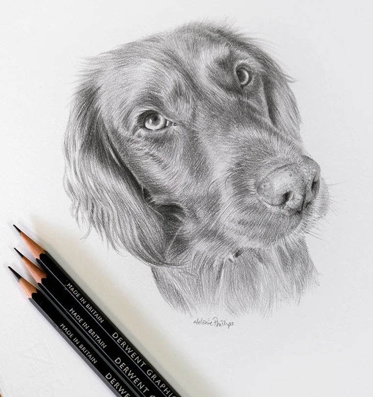 8x6 inch pencil portrait gift of Candy the cat, hand-drawn by Melanie Phillips