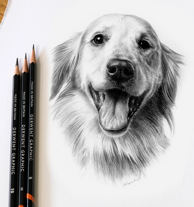 8x6 inch pencil portrait gift of Toby the dog, hand-drawn by Melanie Phillips
