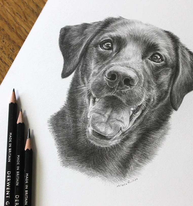 8x6 inch pencil portrait gift of Ben the dog, hand-drawn by Melanie Phillips