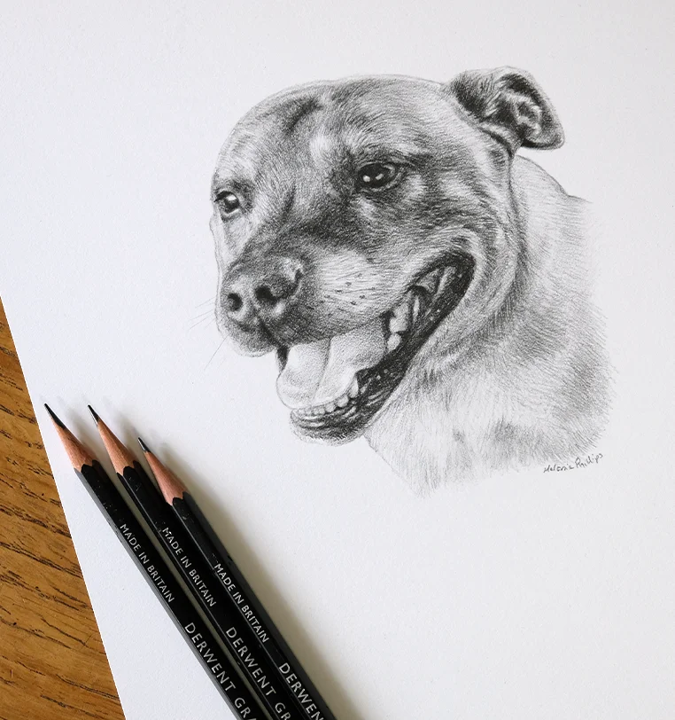 8x6 inch pencil portrait gift of Zeus the dog, hand-drawn by Melanie Phillips