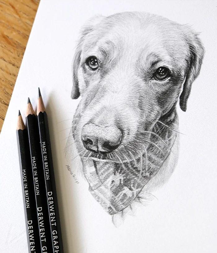 Small pet portrait in pencil by melanie phillips Small pet portrait in pencil by melanie phillips